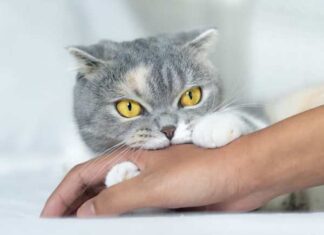 Nằm mơ thấy mèo cắn là điềm báo gì, chọn số gì phát tài?