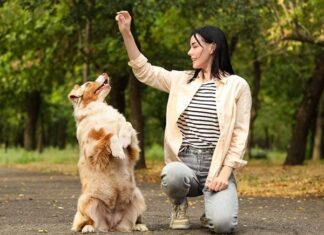 Nằm mơ thấy chó quấn quýt có điềm gì, dữ hay lành?