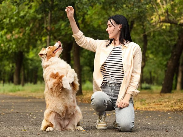 Nằm mơ thấy chó quấn quýt có điềm gì, dữ hay lành?