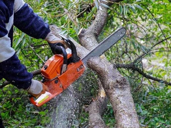 Giải mã chi tiết các giấc mơ thấy chặt cây