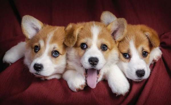 Luận giải nằm mơ thấy 3 con chó hên hay xui cực chuẩn