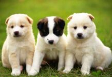 Mộng thấy 3 con chó con