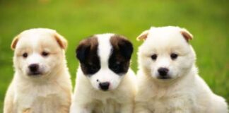 Luận giải nằm mơ thấy 3 con chó hên hay xui cực chuẩn Mộng thấy 3 con chó con