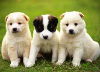 Mộng thấy 3 con chó con