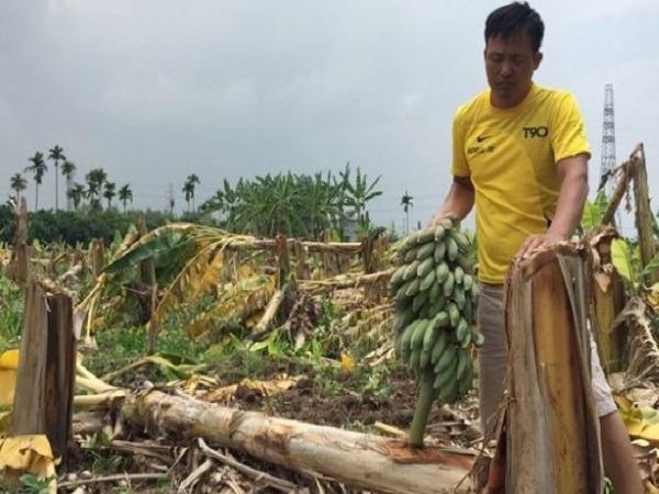Nằm chiêm bao thấy chặt rất nhiều cây chuối cùng lúc