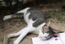 Nằm mơ thấy mèo chết là điềm gì trong tương lai