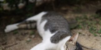 Nằm mơ thấy mèo chết là điềm gì trong tương lai Nằm mơ thấy mèo chết là điềm gì trong tương lai