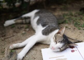 Nằm mơ thấy mèo chết là điềm gì trong tương lai