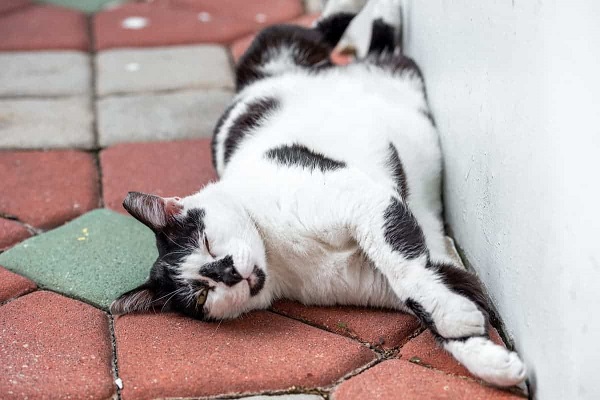 Nằm mơ thấy mèo chết là điềm gì trong tương lai