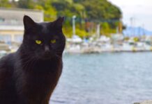 Nằm mơ thấy mèo đen là điềm gì, con gì số mấy chuẩn?