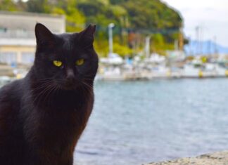Nằm mơ thấy mèo đen là điềm gì, con gì số mấy chuẩn?