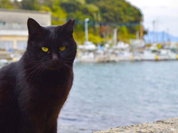 Nằm mơ thấy mèo đen là điềm gì, con gì số mấy chuẩn?