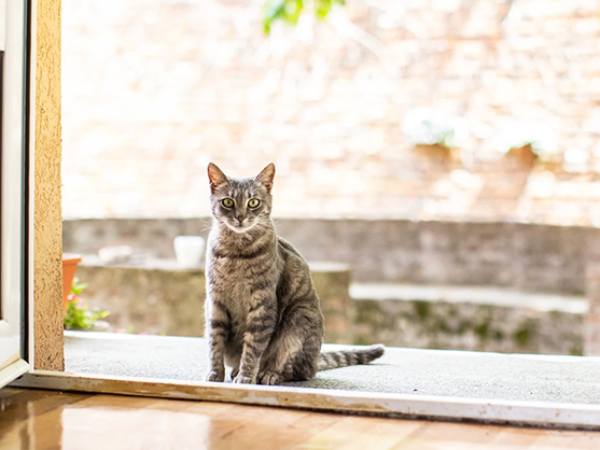 Chiêm bao thấy mèo vào nhà chết