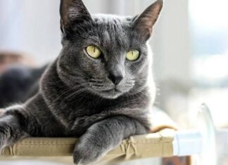 Giải mã giấc mơ thấy mèo vào nhà là điềm gì?