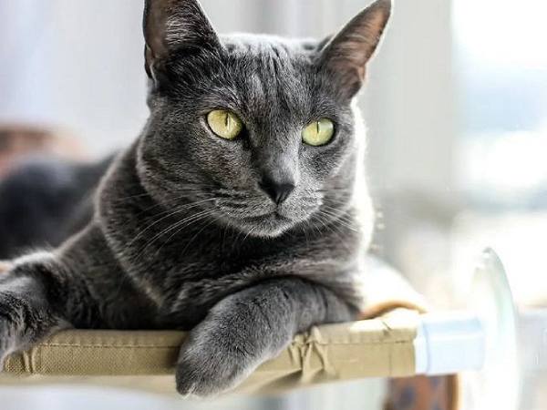 Giải mã giấc mơ thấy mèo vào nhà là điềm gì?