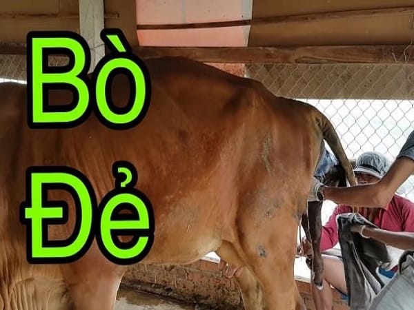 Nằm mơ thấy bò đẻ có ý nghĩa gì, con số gì giúp phát tài?