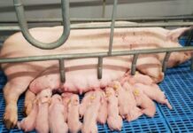 Nằm mơ thấy heo đẻ mang điềm báo gì, tốt xấu, số gì may