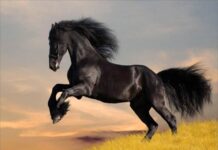 Mơ thấy con ngựa số mấy? Giải mã vận may và điềm báo lạ