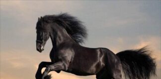 Mơ thấy con ngựa số mấy? Giải mã vận may và điềm báo lạ Mơ thấy con ngựa số mấy? Giải mã vận may và điềm báo lạ