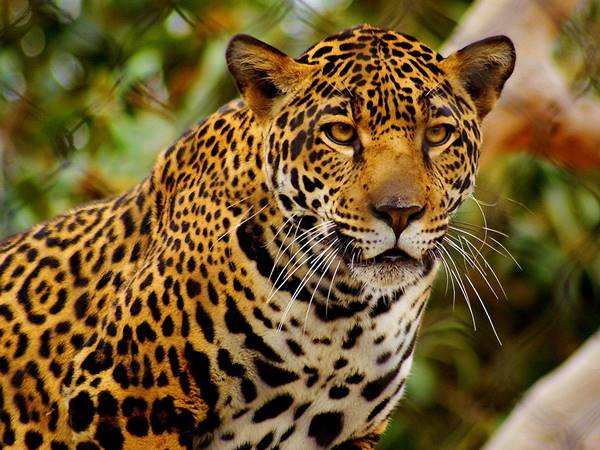 Giải mã con báo số mấy và ý nghĩa chi tiết theo phong thuỷ