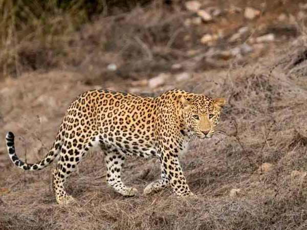 Các trường hợp đặc biệt liên quan đến con báo