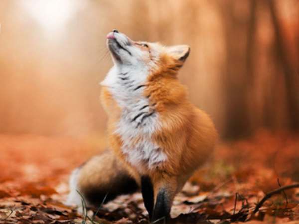 Ý nghĩa con cáo trong phong thủy và đời sống