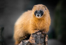 Lý giải con chồn số mấy, nằm mơ thấy con chồn là điềm gì? Lý giải con chồn số mấy, nằm mơ thấy con chồn là điềm gì?