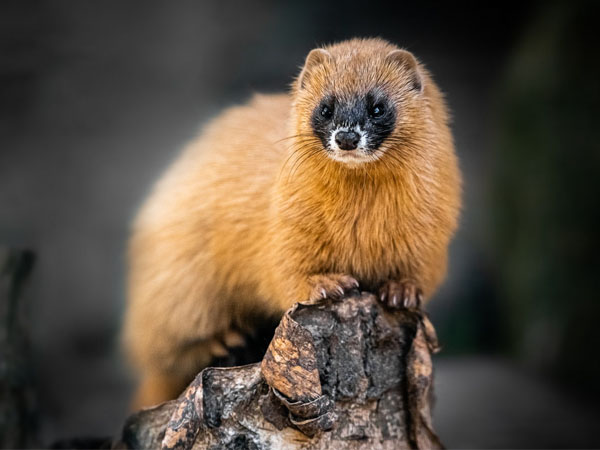 Lý giải con chồn số mấy, nằm mơ thấy con chồn là điềm gì?