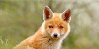 Con cáo số mấy – Số may mắn, tài lộc và ý nghĩa phong thủy con cáo số mấy